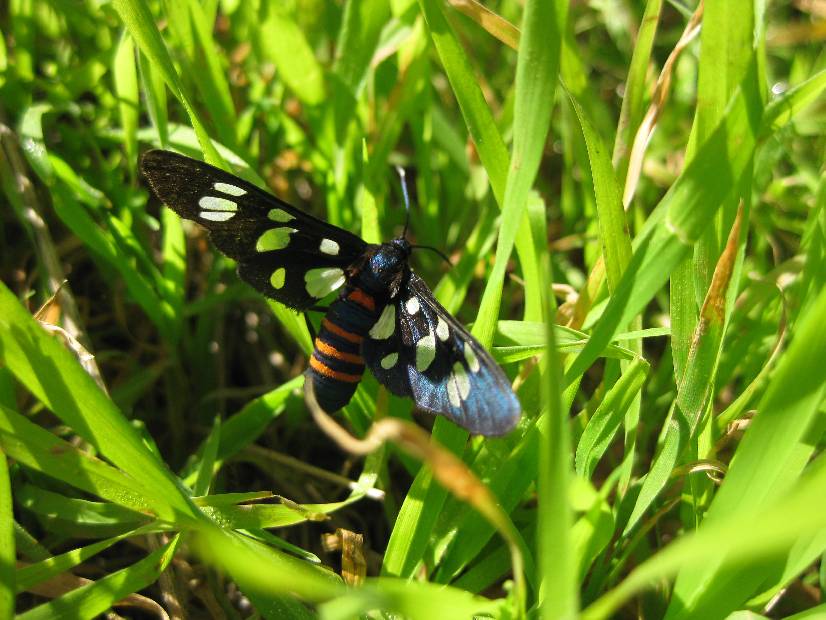 photo 28, Strange Butterfly
