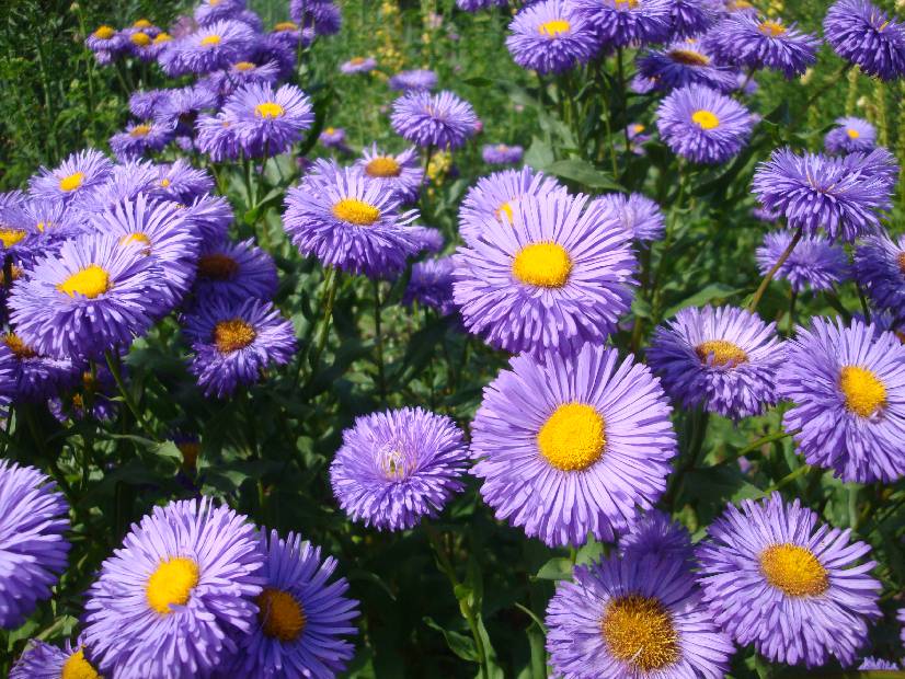 photo 32, Purple Explosion
