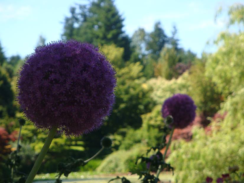 photo 33, Flower Tree