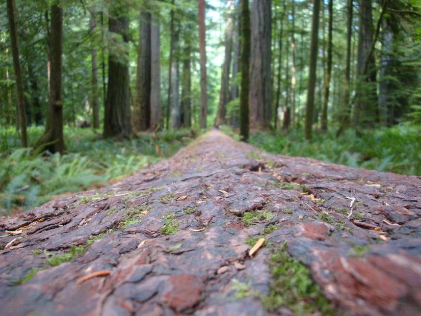 photo 42, Fallen Trunk