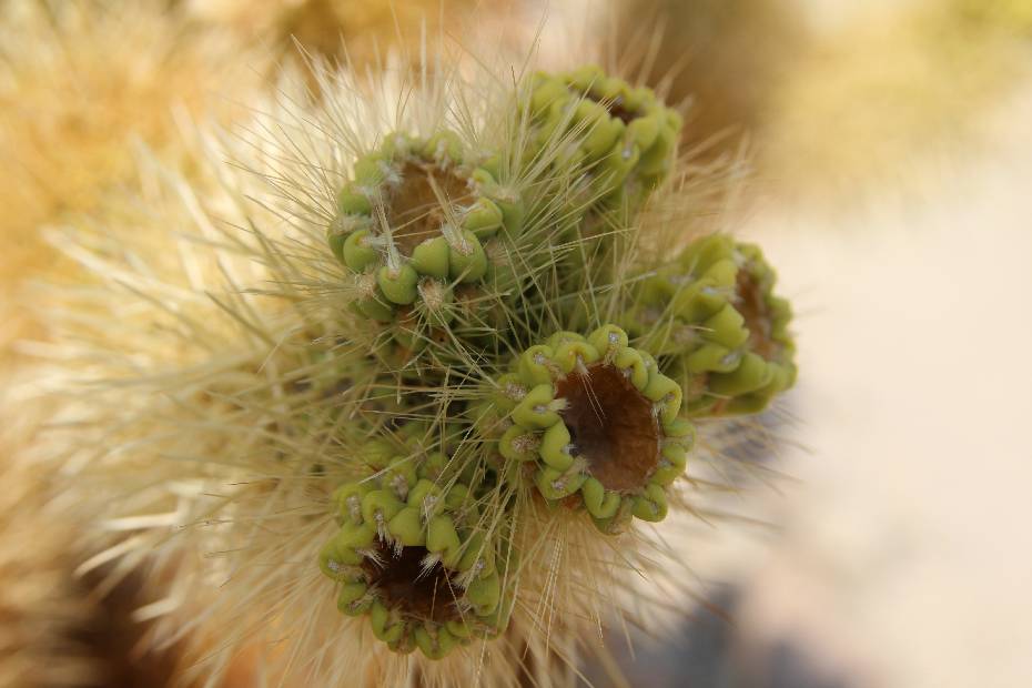 photo 53, Cactus