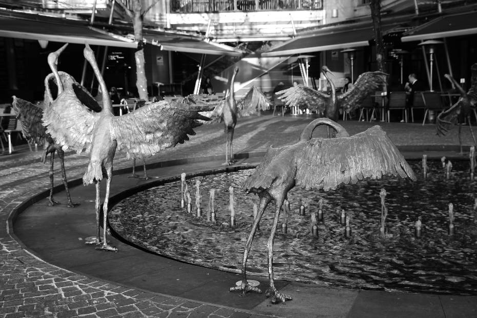 photo 61, Bird Dance