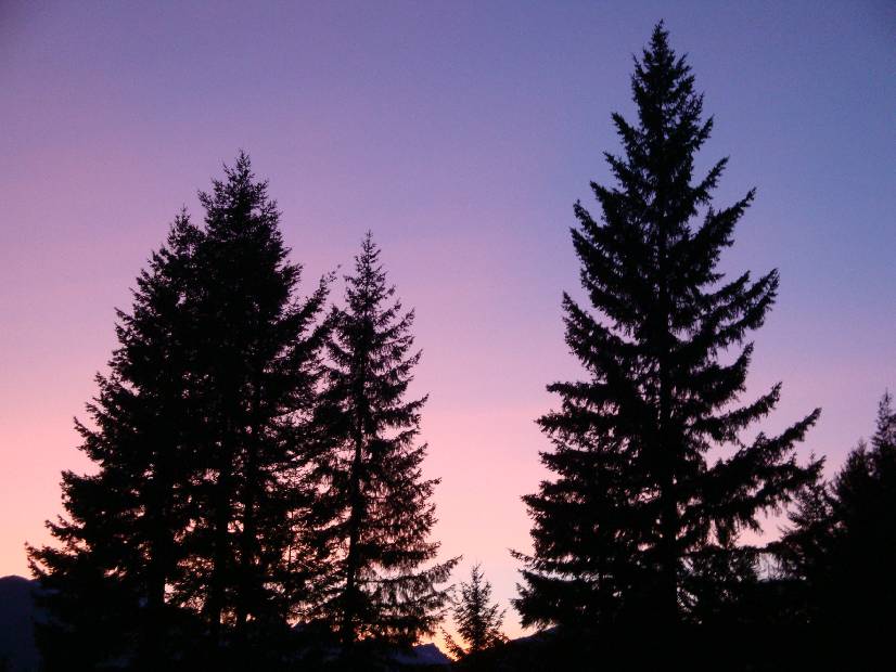photo 7, Sunset Firs