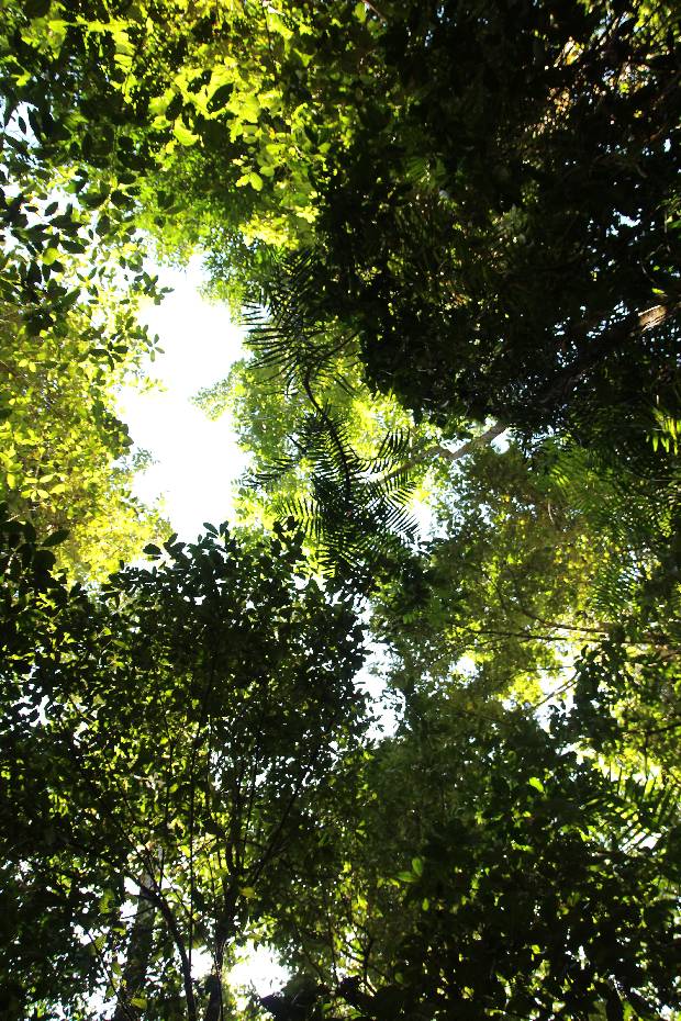 photo 74, Jungle