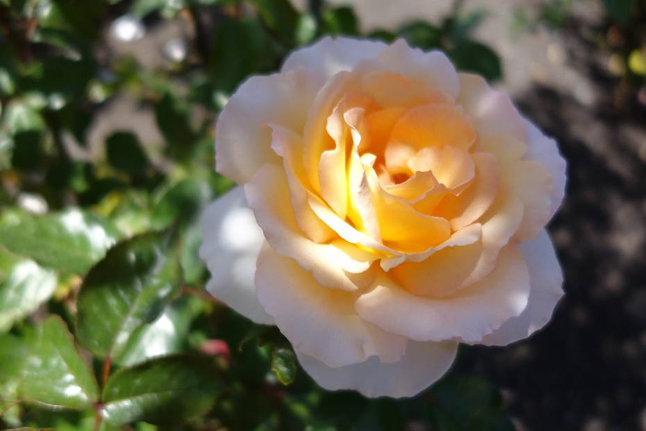 photo 96, Enlightened rose